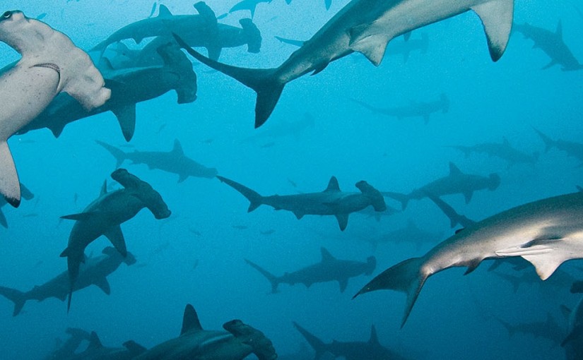 The Best Place to Dive with Hammerhead Sharks