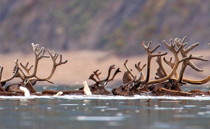 Ride the Wild Yukon Trails