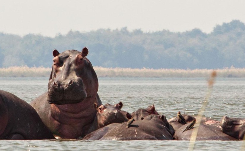 Floating with giant beasts