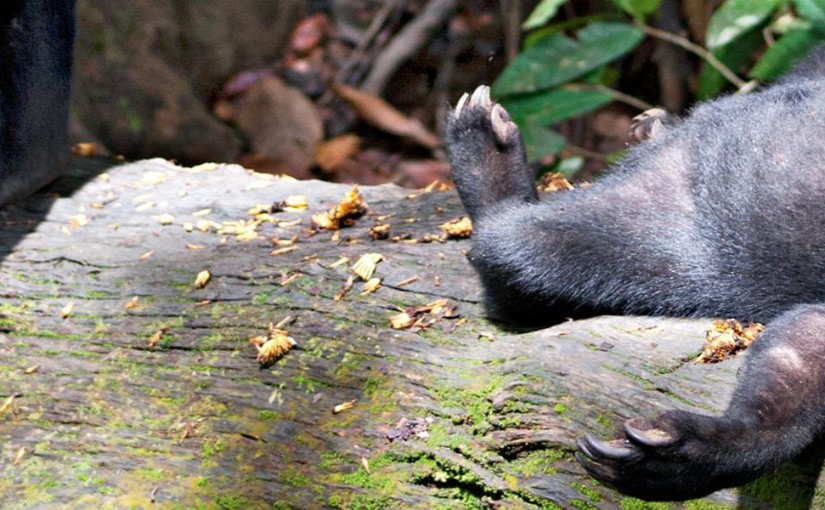 Spot endangered sun bears in Borneo