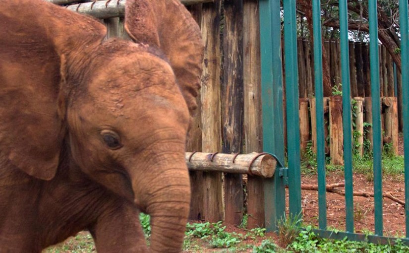 Visit an Elephant Orphanage