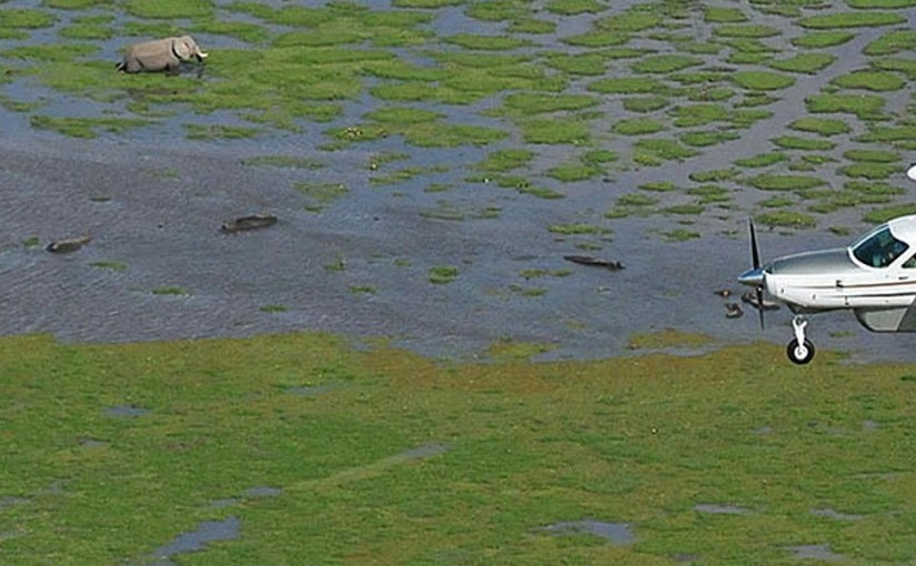 High on Kenya’s Wildlife