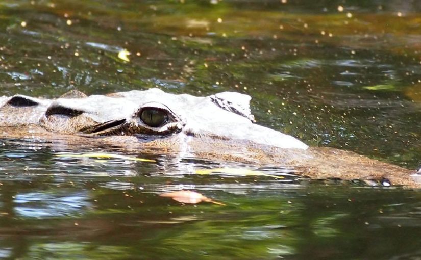 Go on a crocodile safari