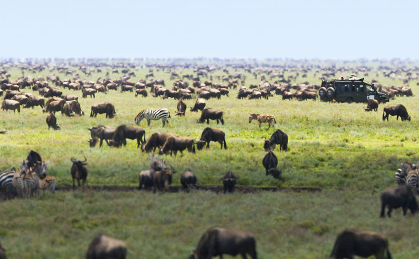 Witness the Serengeti’s Great Migration