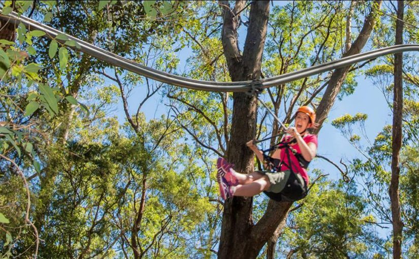 Soar through the trees on the Crazy Rider Xtreme