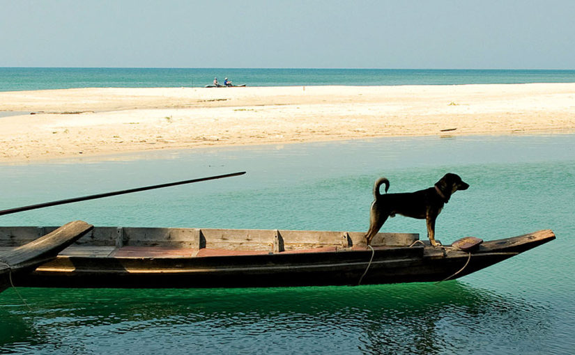 Losing the Herd on Thailand’s Elephant Island Ko Chang