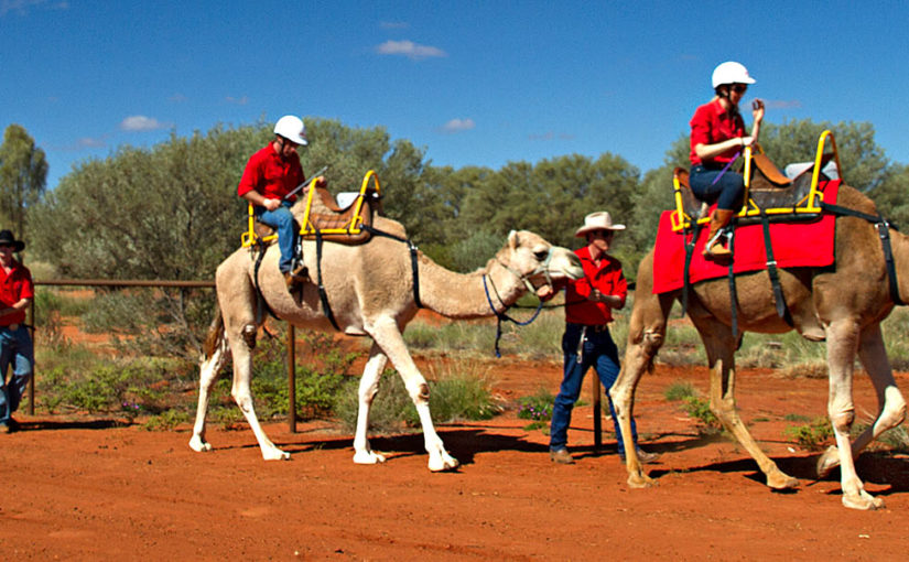 Camel racing at the Uluru Cup