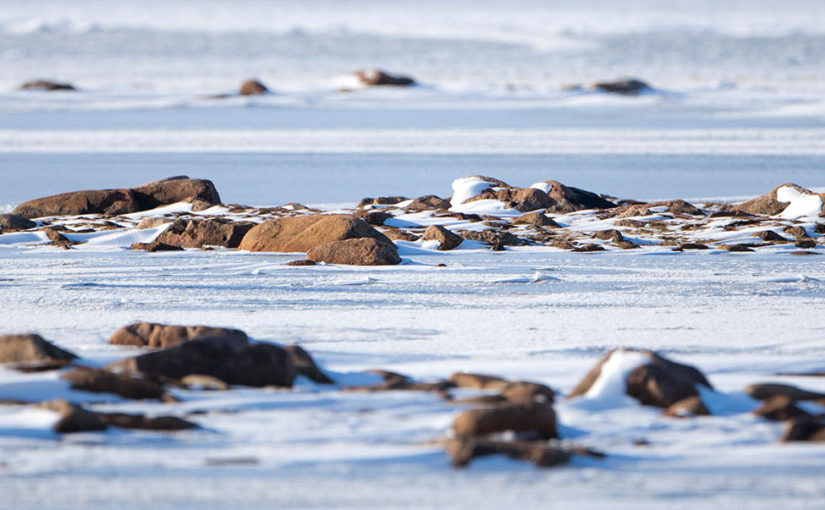 Trek in the heart of polar bear country