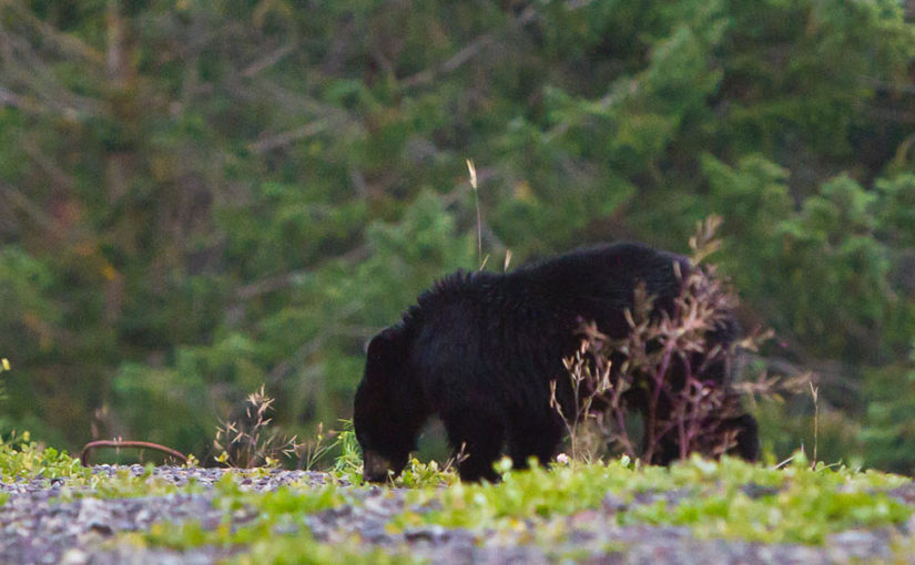 Track down Canada’s Big Five