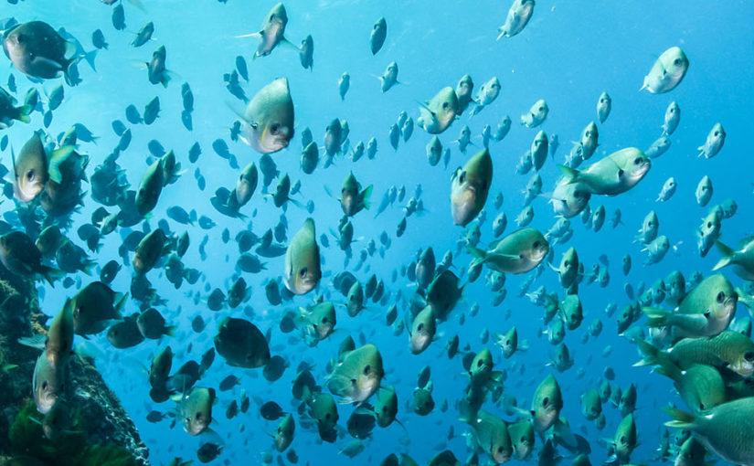 Dive into Lord Howe’s pristine waters