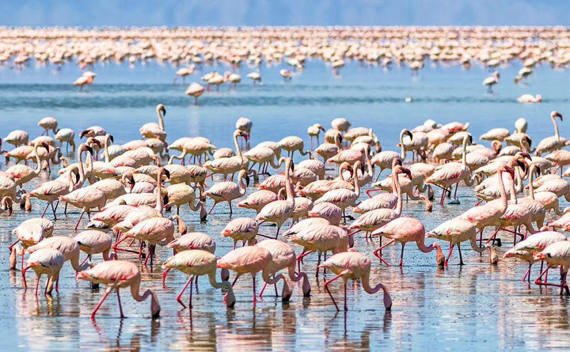 Frolick with a Flamingo Congregation