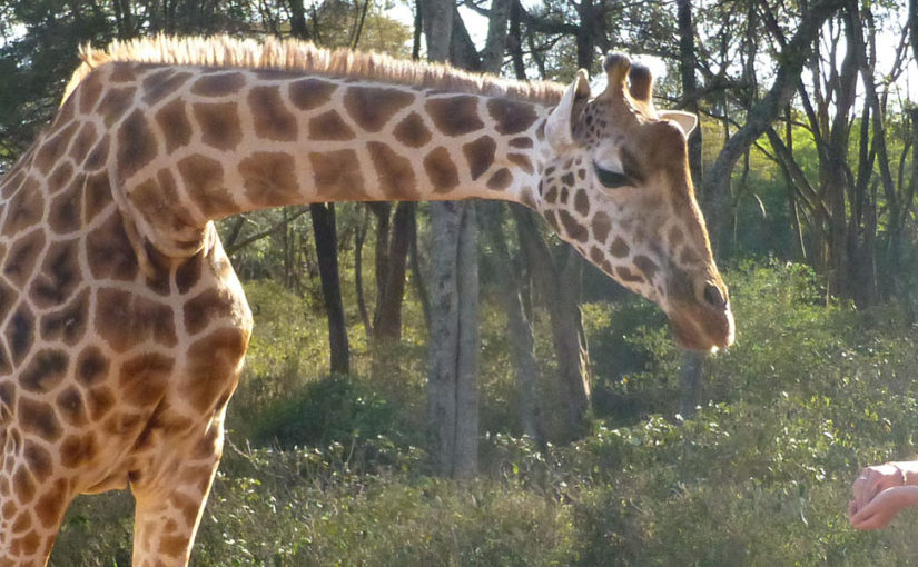 Take tea with a giraffe family