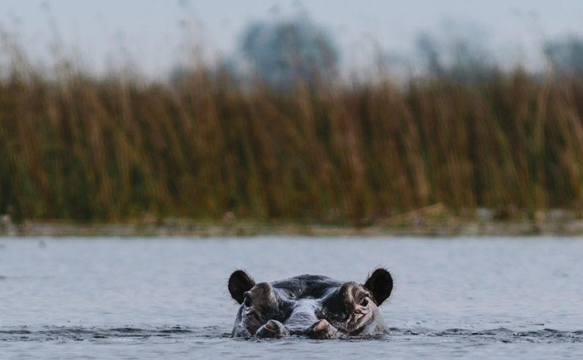 Explore the Okavango Delta by houseboat