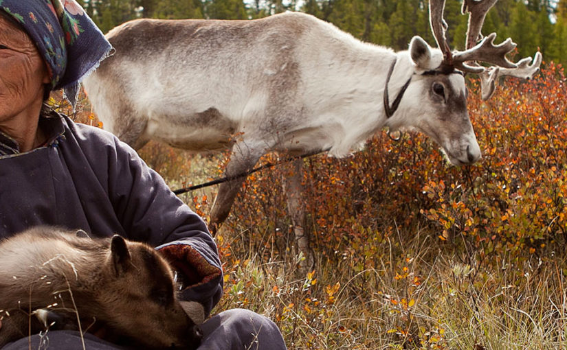 Reindeer Tribes of Mongolia