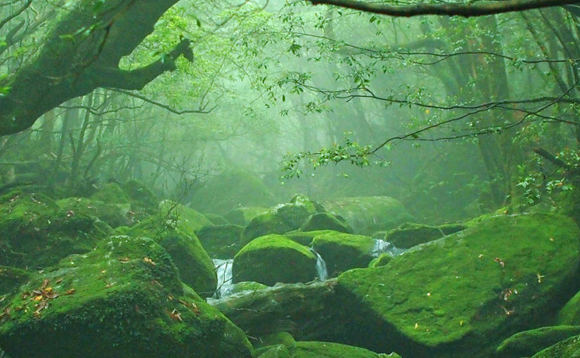 Visit Japan’s oldest forest