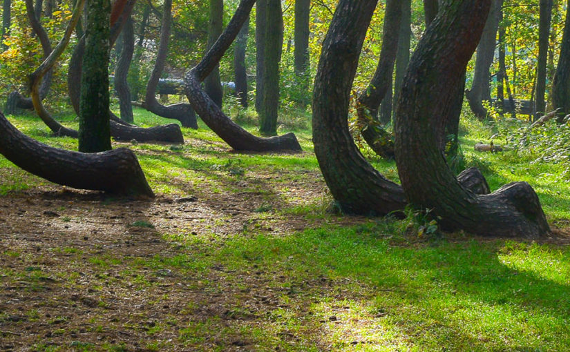 The mystery of Poland’s Crooked Forest