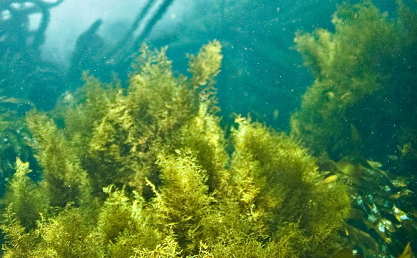 Dive in at La Jolla Cove