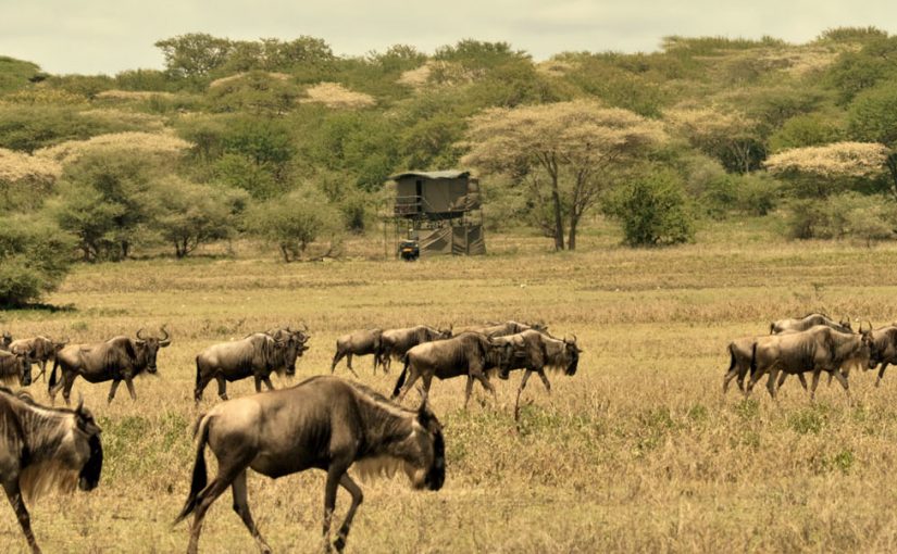 Glamping on Wheels – The Safari Tent with a View