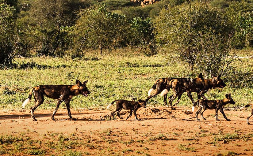 A Soaring Safari in Kenya