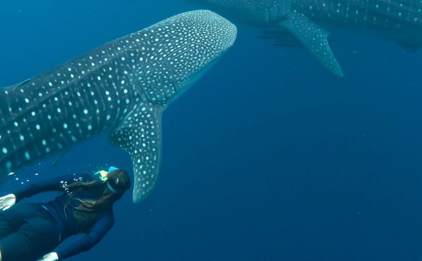 Swim with whale sharks in West Papua