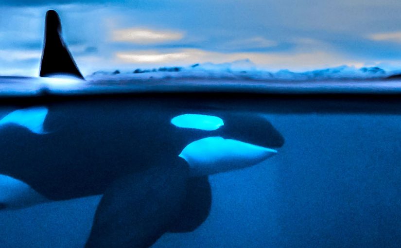 Orcas and Northern Lights of Norway…an exclusive double bill