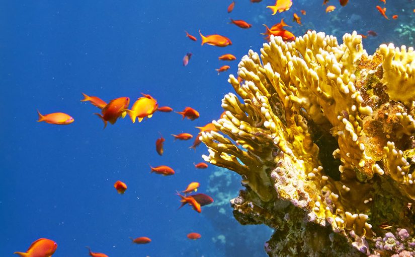 Water Colours of Egypt’s Blue Hole