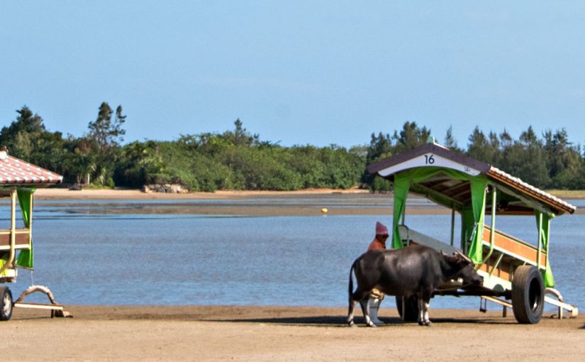 Take a Buffalo to Yubu Island