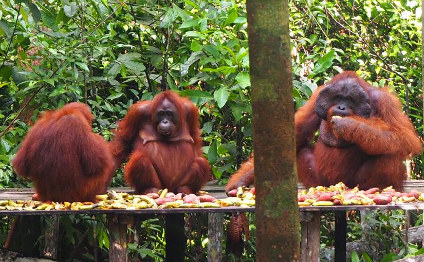 The Best Way to See an Orangutan in the Wild