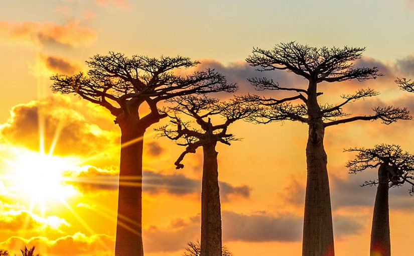 The magic of Madagascar