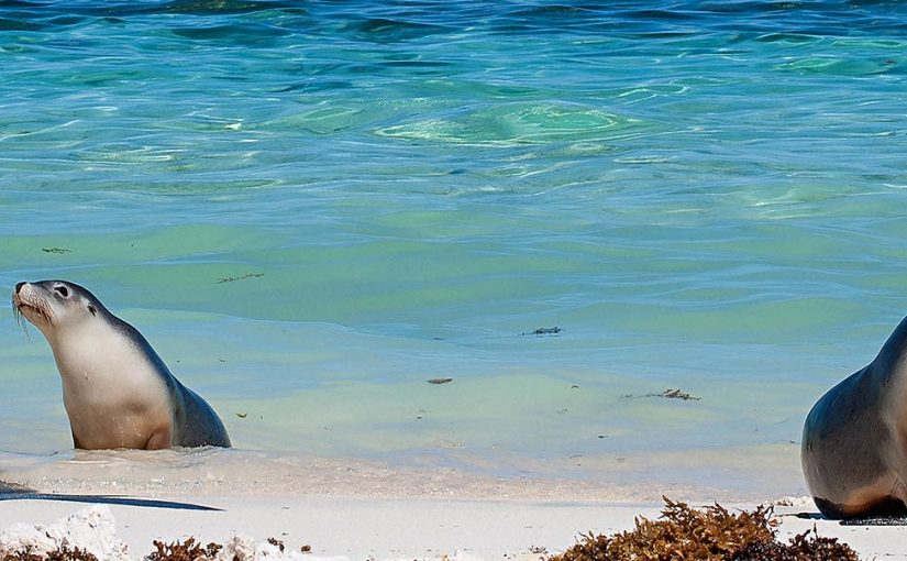 Life & Death at the Abrolhos Islands