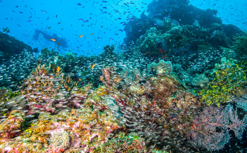 Reef Shark Diving Safari