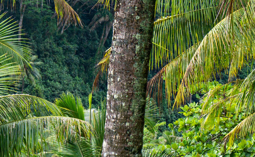 Tahiti’s first ever yoga festival is here