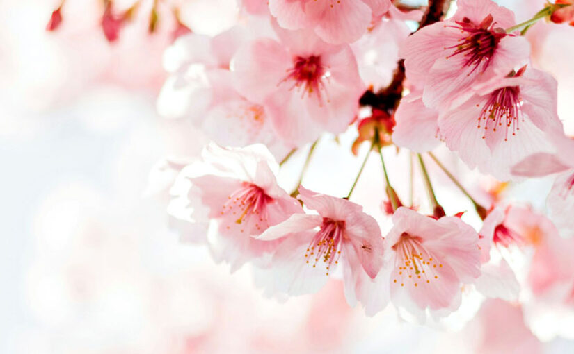 Travel to Japan for cherry blossom season