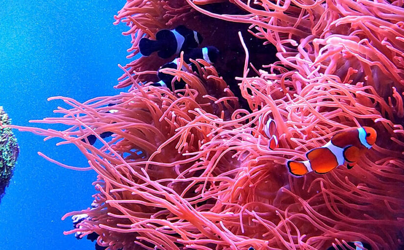 Coral Gardeners launch new project in Thailand